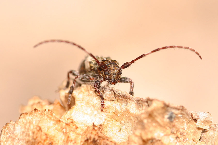 Cerambicidi dolomitici